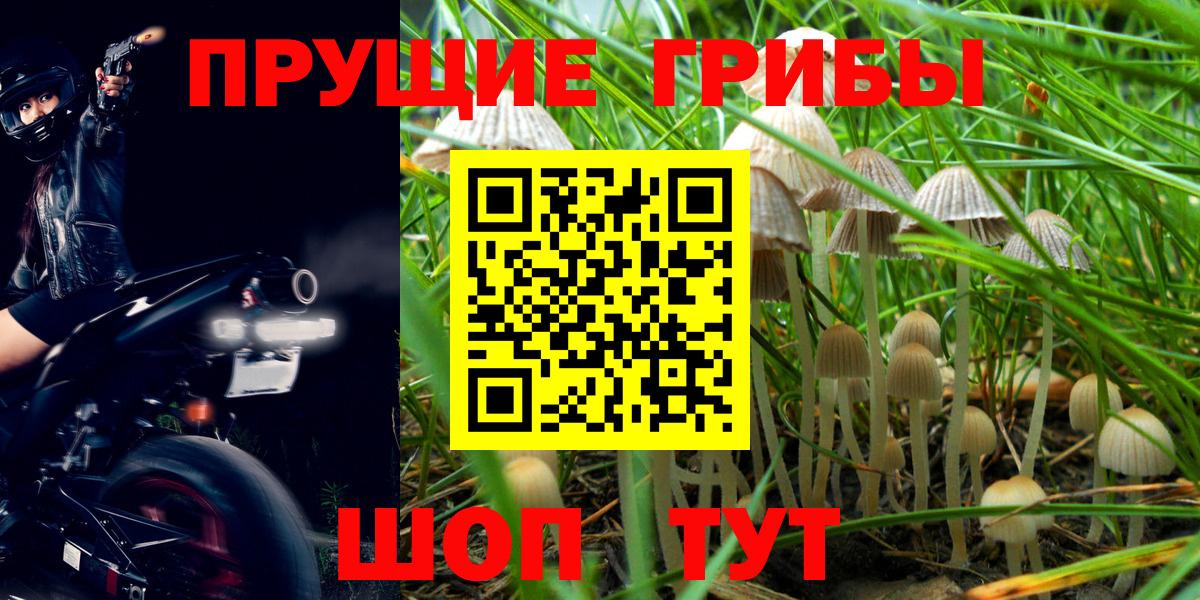 Псилоцибиновые грибы Psilocybe Учалы